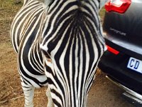 Marion, Romane South Africa 2014 (63 of 80) : Bundu lodge, Marion visit